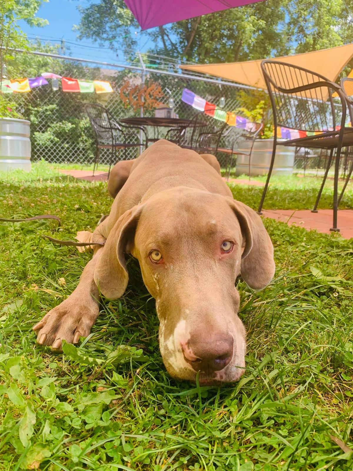 Dog Friendly Restaurants in Hendersonville, NC BringFido