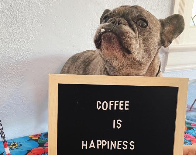 Pet Friendly Quince Coffee House
