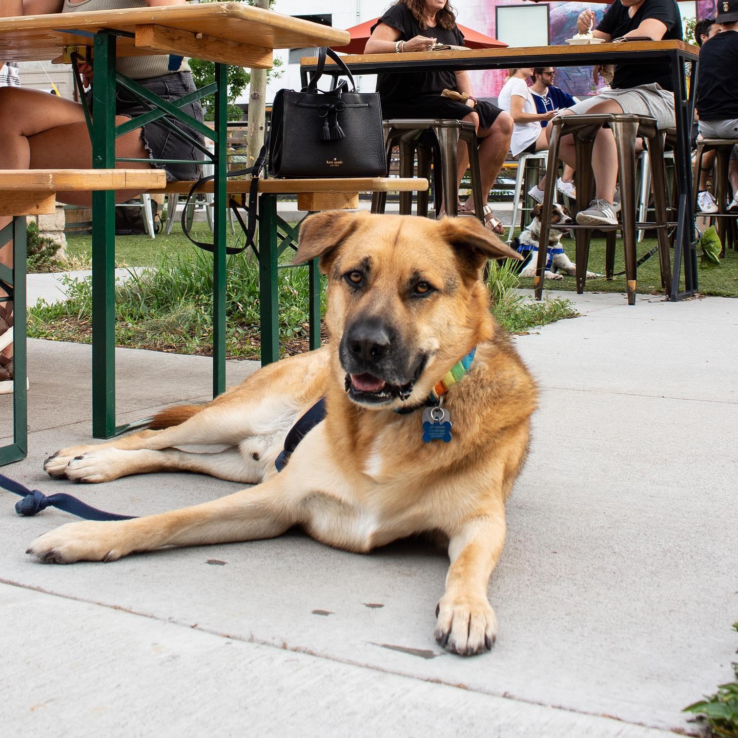 Pet Friendly Your Dad's Backyard BBQ