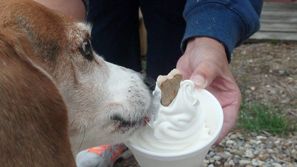 Pet Friendly Dudley's Ice Cream, Burgers & More