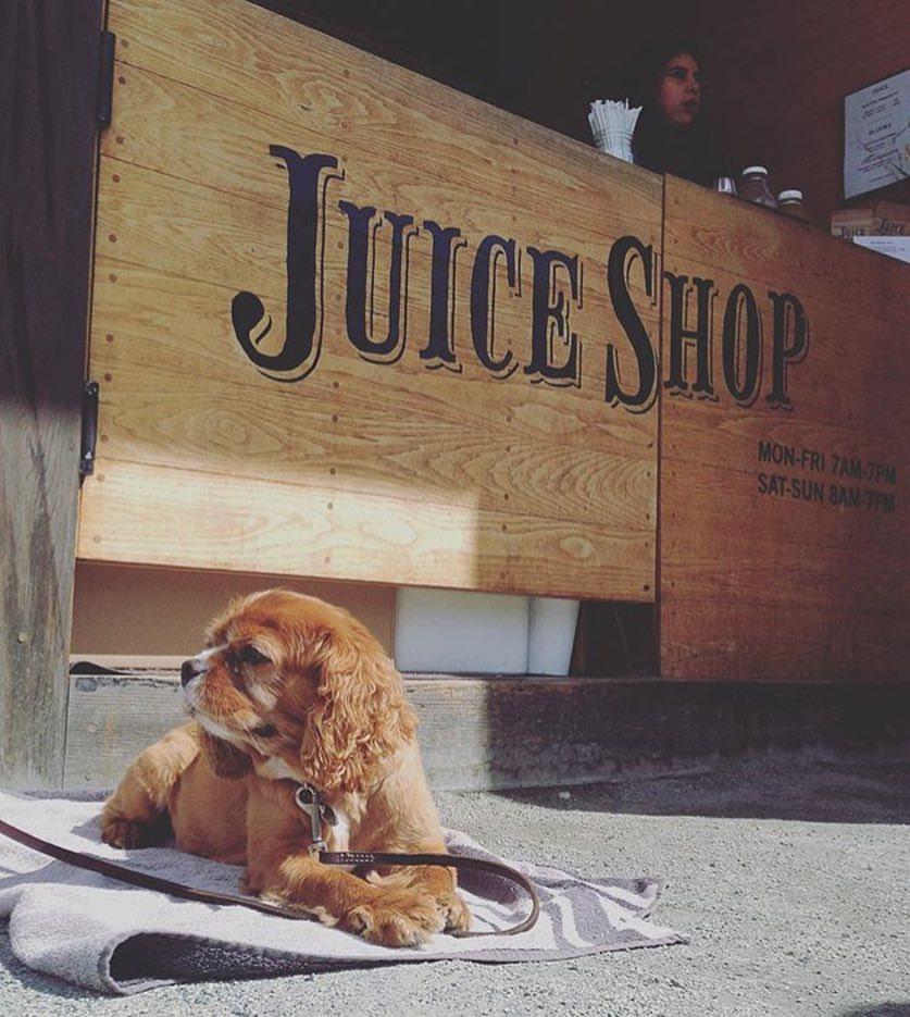 Pet Friendly Juice Shop