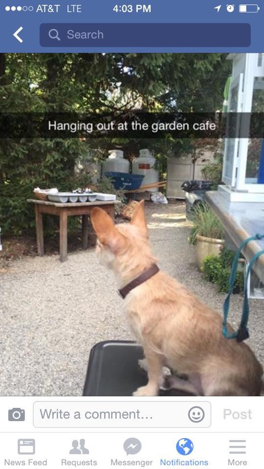 Garden Cafe Is Pet Friendly