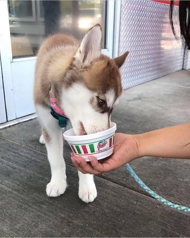 italian ice for dogs