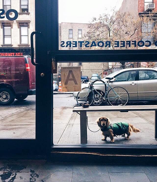 Oslo Coffee Roasters Is Pet Friendly