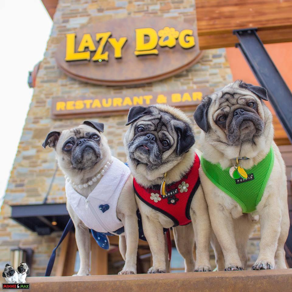 does lazy dog allow dogs