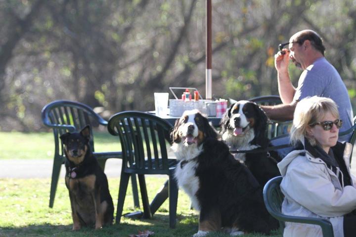 Pet Friendly Park Bench Cafe