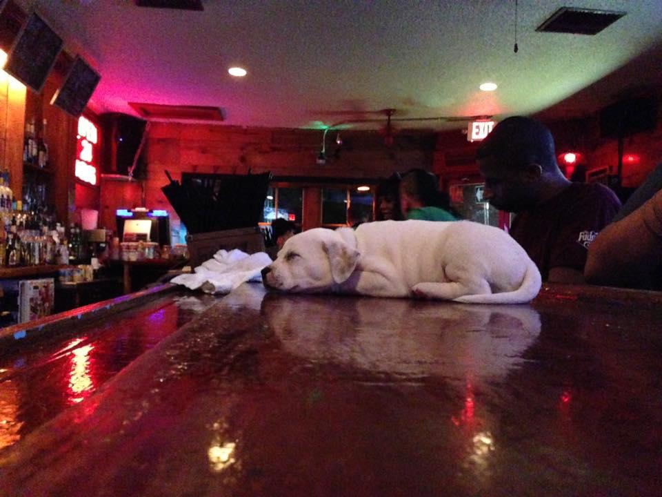 Dog Friendly Bars Pubs In New Orleans La Bringfido