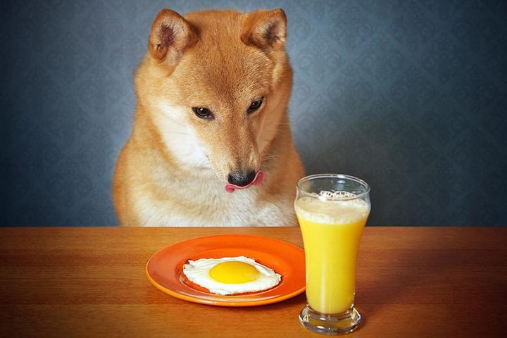 Dog Friendly Restaurants In Ventnor City Nj Bringfido