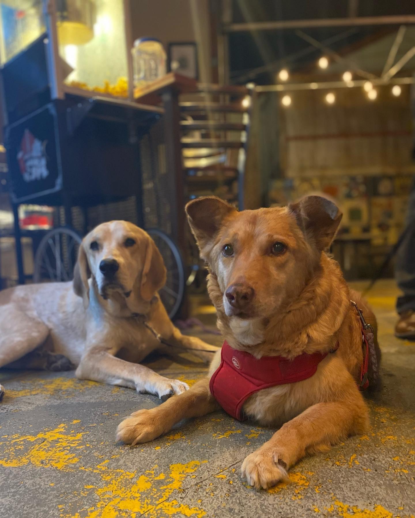 Pet Friendly SomePlace Else Brewery