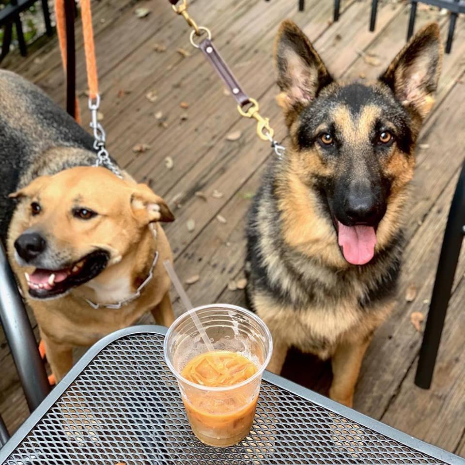 Pet Friendly Twisted Compass Brewing Co.