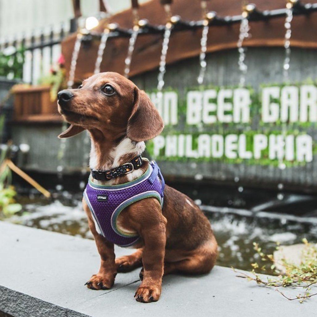Pet Friendly Uptown Beer Garden