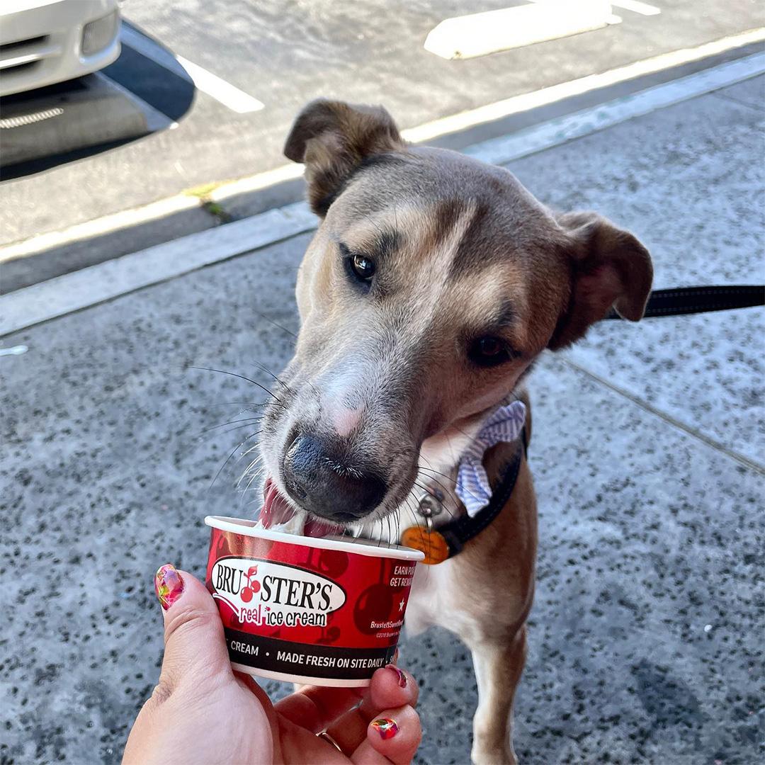 Pet Friendly Bruster's Real Ice Cream
