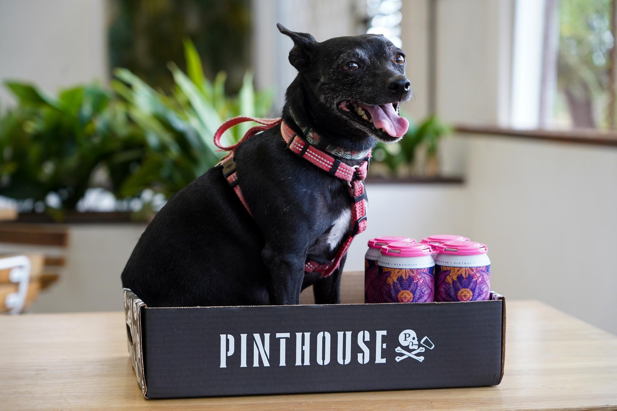 Pet Friendly Pinthouse Brewing