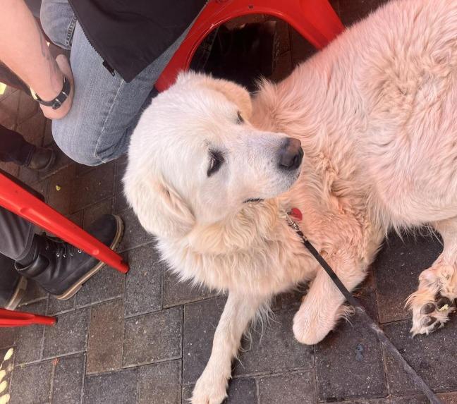 Pet Friendly Burgers by the Bridge