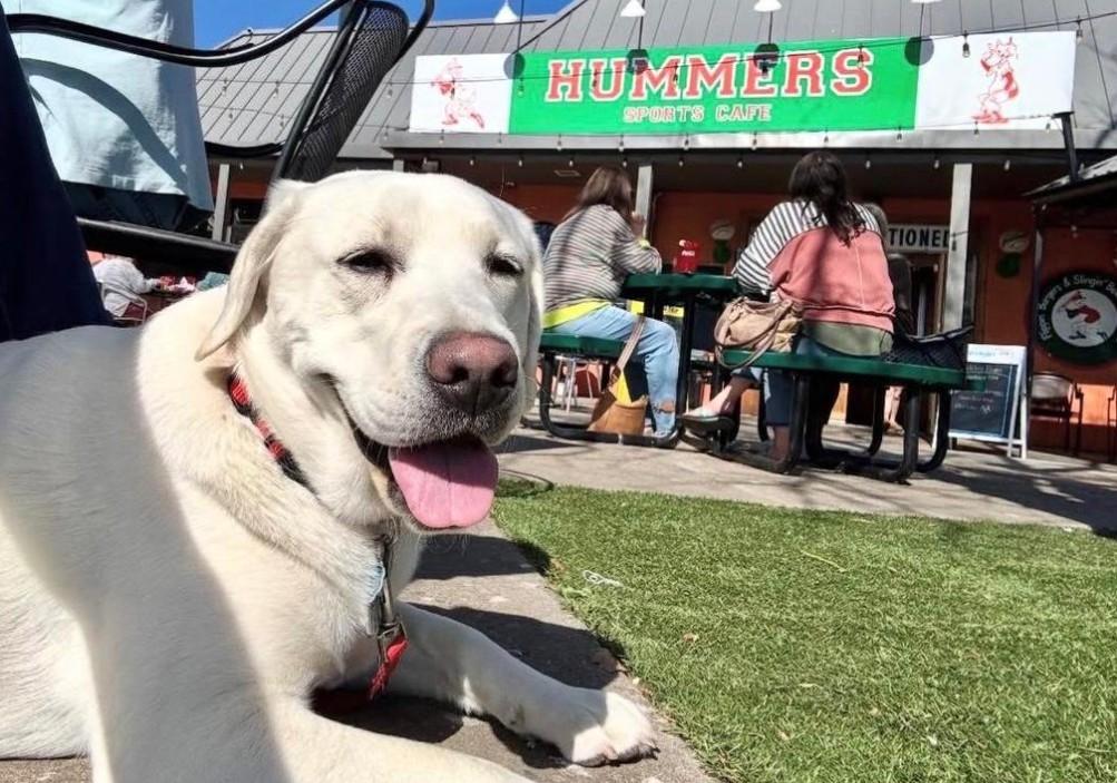 Hummers Sports Cafe Pet Policy