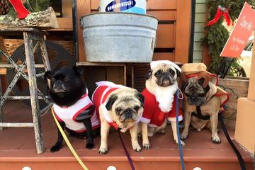 Corner Pug Is Pet Friendly Corner Pug Is Pet Friendly