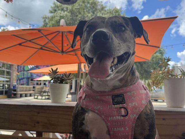 Pet Friendly Dunedin Brewery