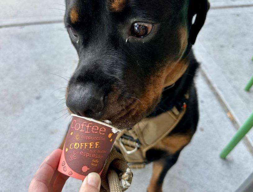 Pet Friendly Java Dog Coffee House