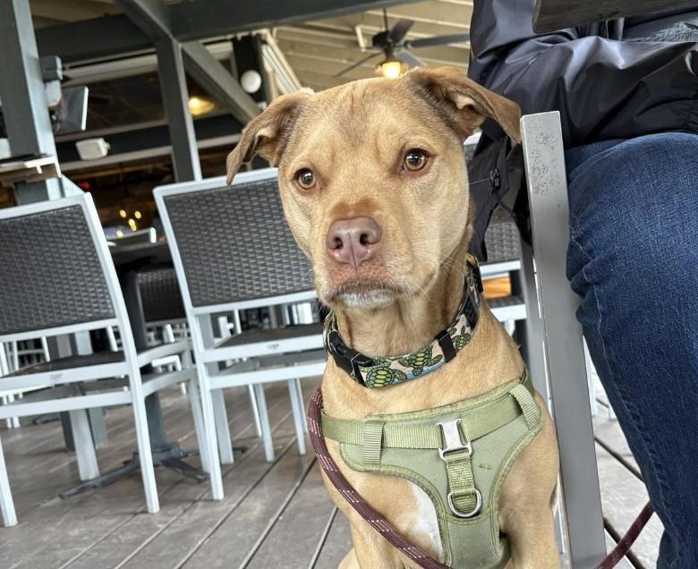 Pet Friendly The Crazy Crab