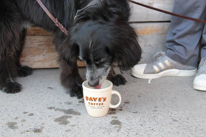 Pet Friendly Dave's Coffee