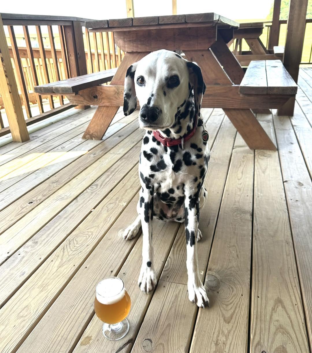 Pet Friendly Piney River Brewing Company