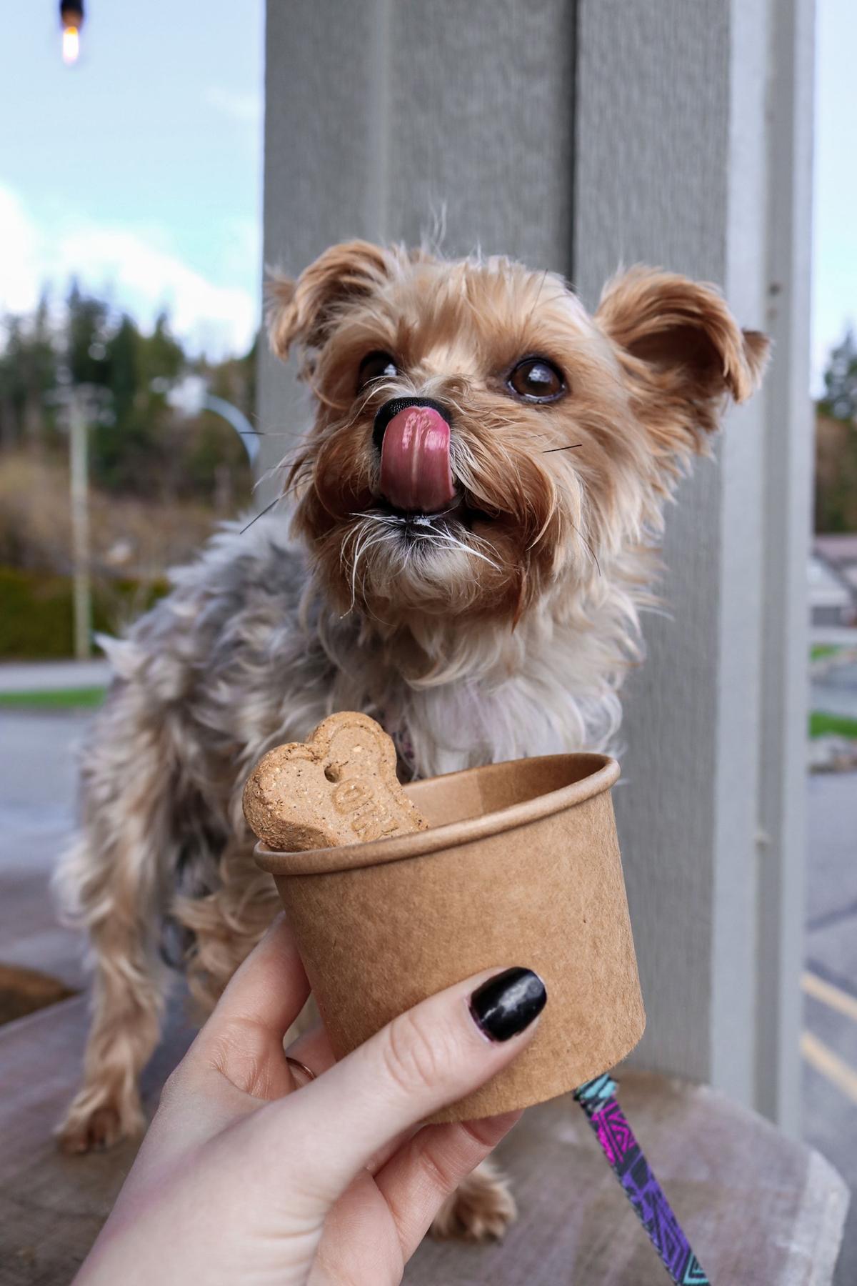 Dog friendly ice hotsell cream near me