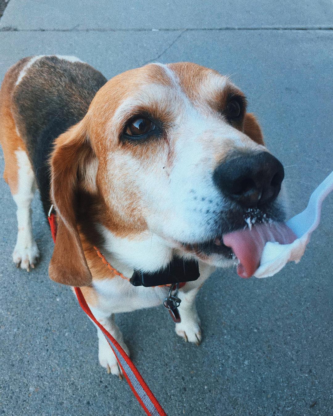 Dog Friendly Restaurants In Bennington Vt Bringfido