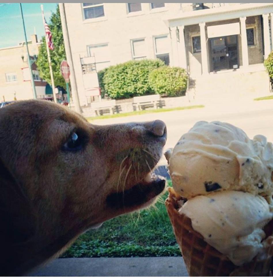 Dog ice cream deals places near me