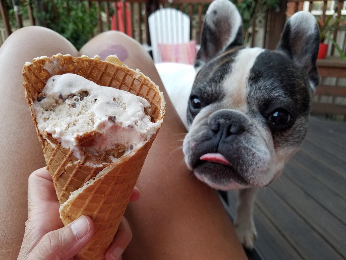 dog friendly ice cream near me