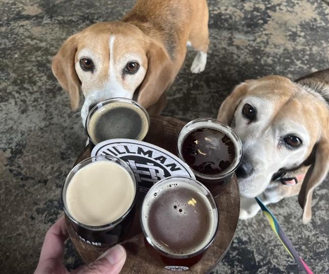 Pet Friendly Hillman Beer