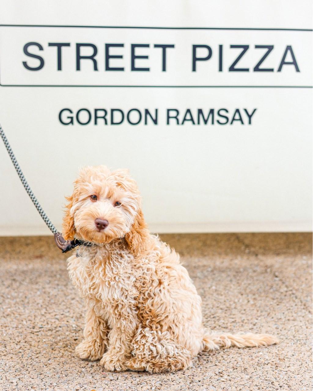 Pet Friendly Gordon Ramsay Street Pizza