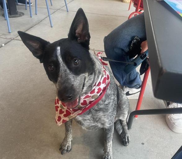 Pet Friendly Mellow Mushroom
