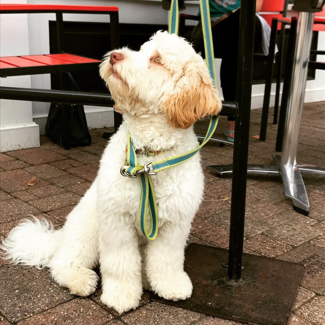 Dog Friendly Restaurants In Southington Ct Bringfido