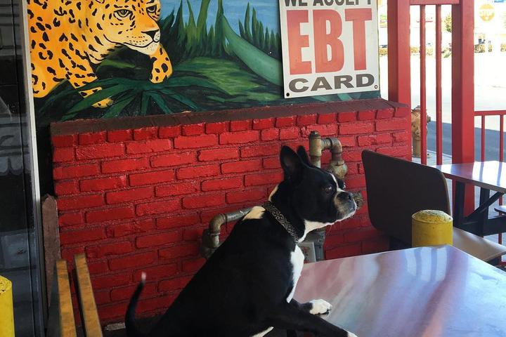 Pet Friendly Lucy's Drive-In