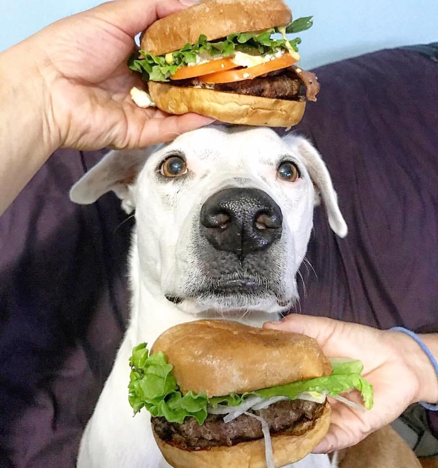 Teddy's Bigger Burgers Is Pet Friendly