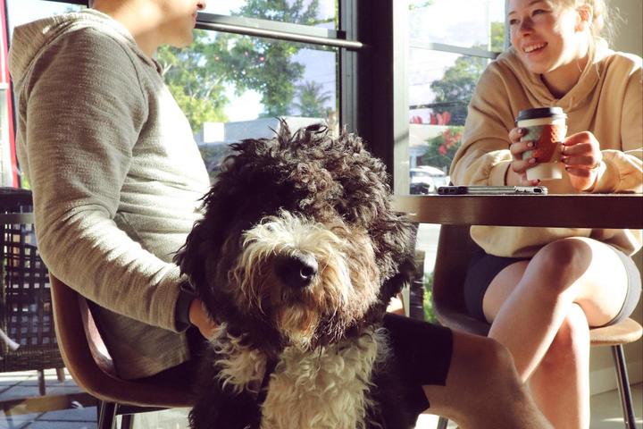 Pet Friendly Common Grounds Brew & Roastery Lake Worth