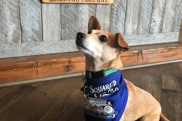Pet Friendly Soul Squared Brewing Company