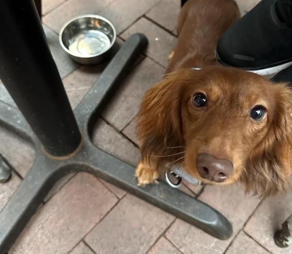 Pet Friendly Treylor Park