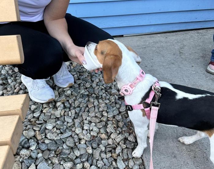 Pet Friendly Tall Man’s Homemade Ice Cream