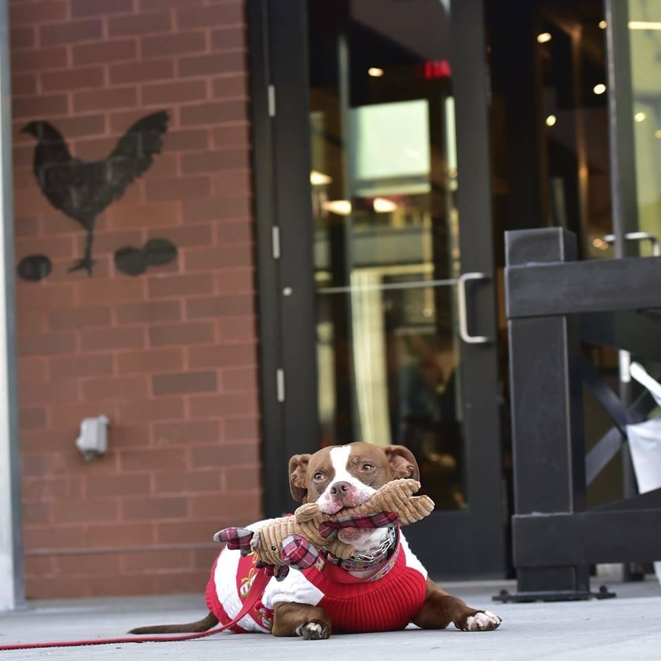 Glen S Garden Market Is Pet Friendly