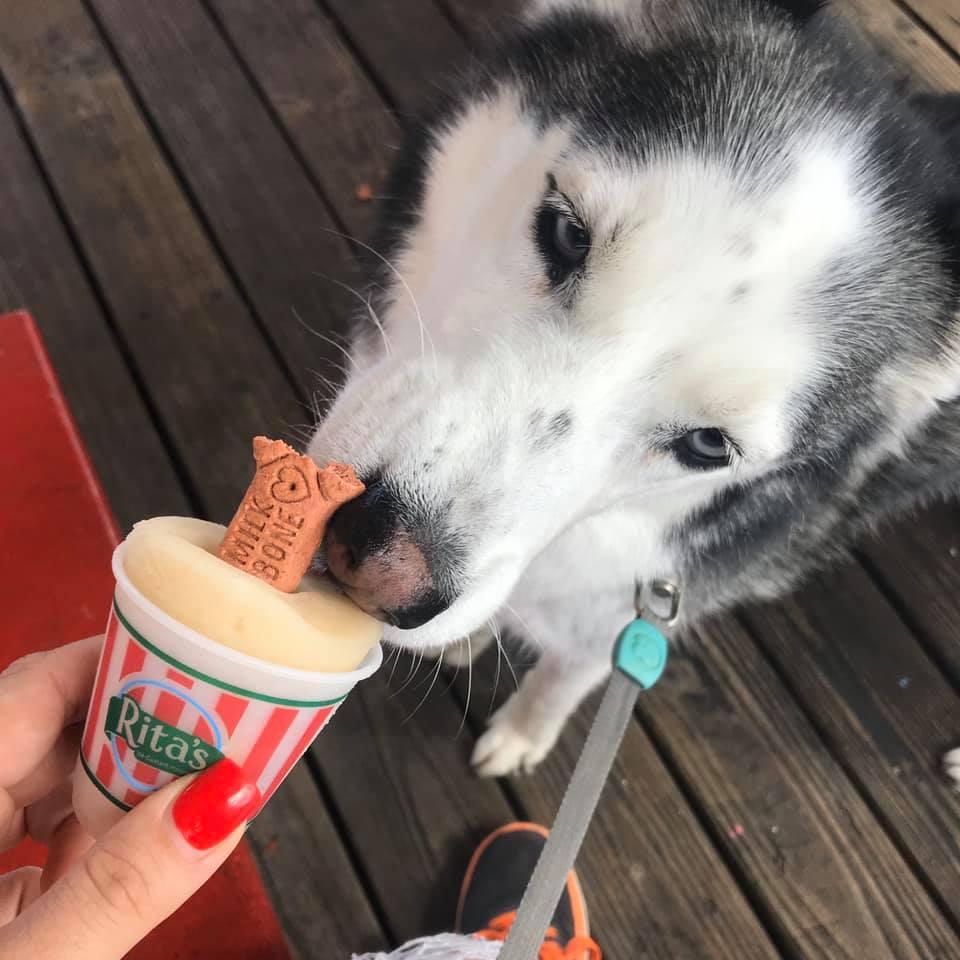 italian ice for dogs