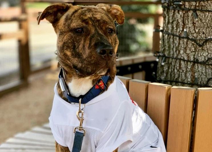 Boomerjacks collars hot sale