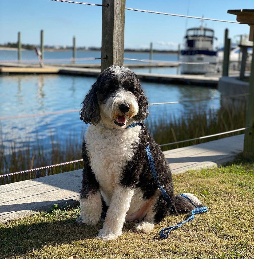 Pet Friendly Inlet View Bar & Grill