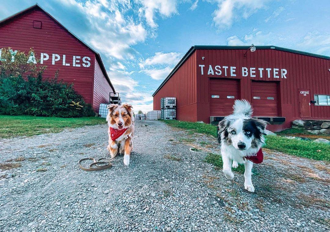 Pet Friendly Brooklyn Cider House at Twin Star Orchards