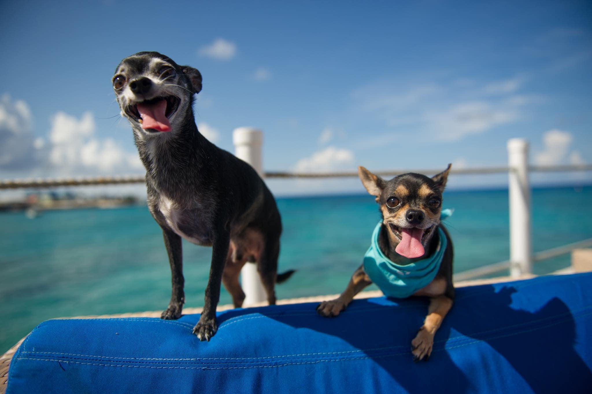 Pet Friendly Rackam's
