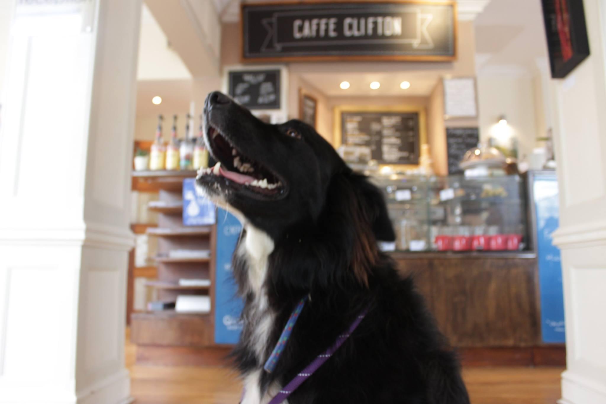 Pet Friendly Caffe Clifton 