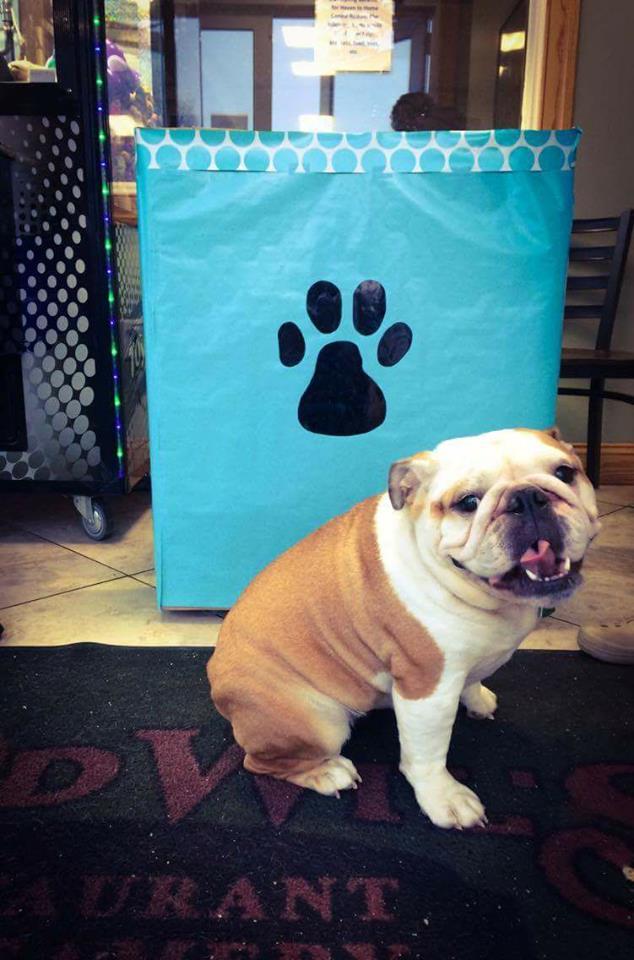 Dog Friendly Restaurants In Selinsgrove Pa Bringfido