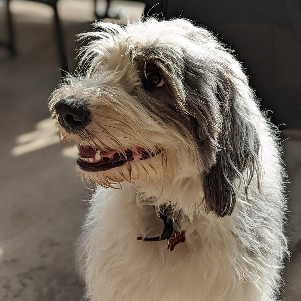 Dog Friendly Restaurants in LaSalle ON BringFido