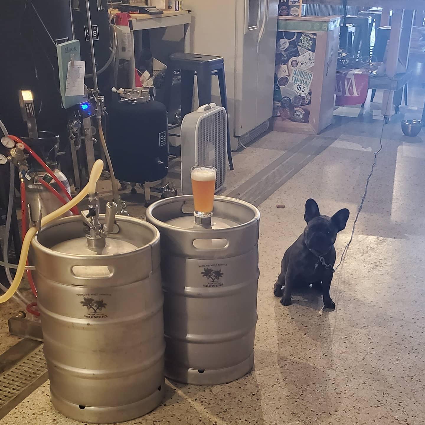 Pet Friendly World's Most Famous Brewery