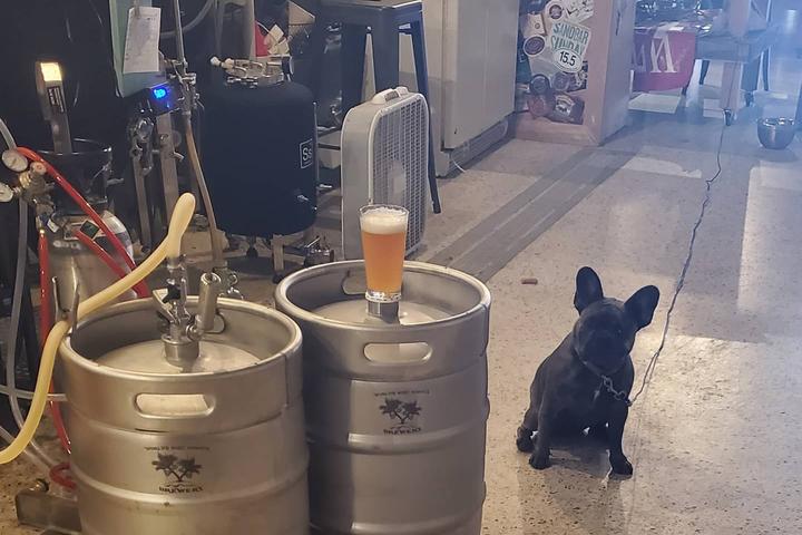 Pet Friendly World's Most Famous Brewery